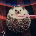Hungry Hedgehog Munches On Apple