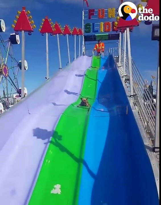 Dog Really, Really Loves Her Slide