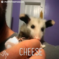 Rescue Possum Loves Her Snacks