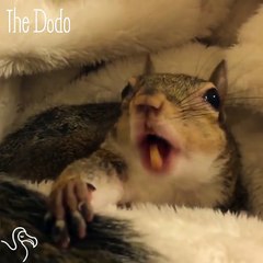 Rescue Squirrel Gets Ready For Bed