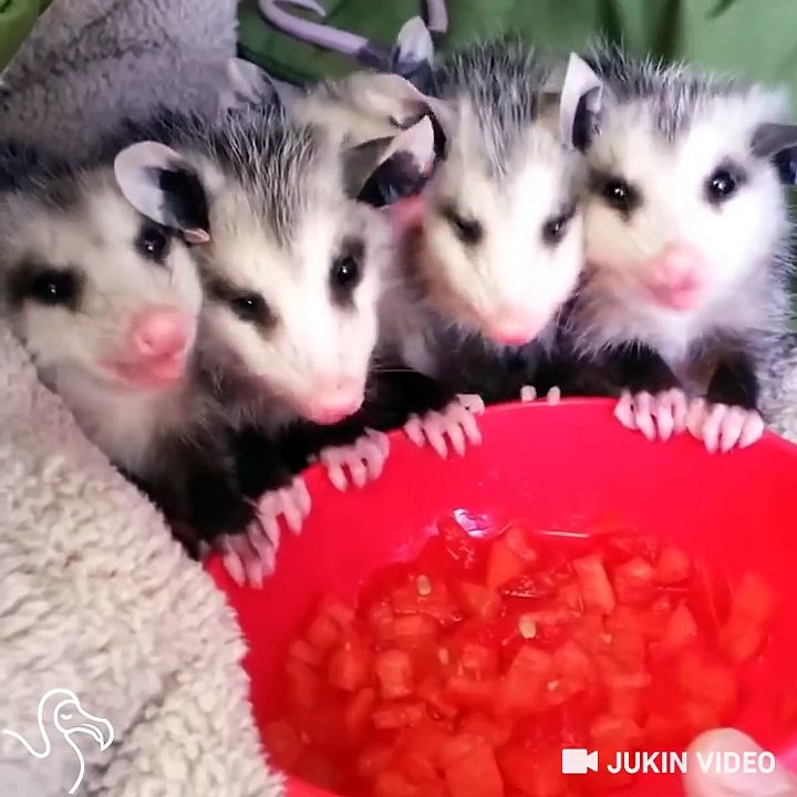 Happy National Watermelon Day!