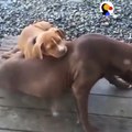 Dog Tries To Nap, But His Siblings Won’t Leave Him Alone