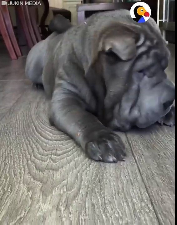 .Shar Pei tries to eat strawberry! -