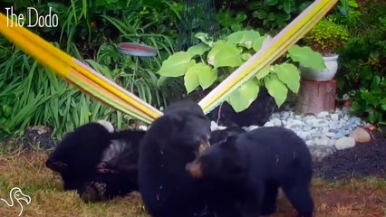 Family Of Bears Bond Over A Hammock