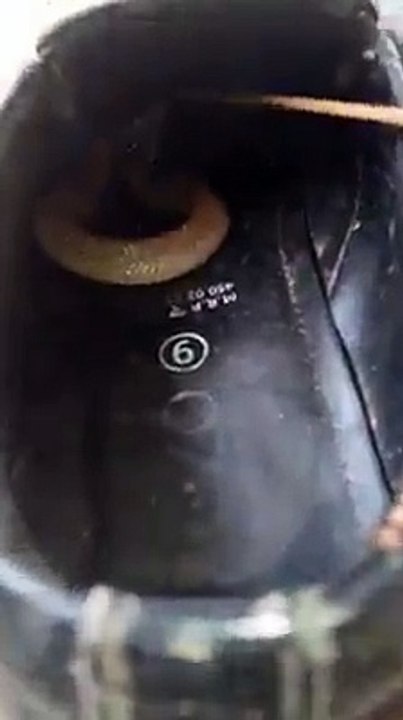 Ce serpent était caché dans sa chaussure!