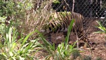 San Diego Zoo Kids - Tigers