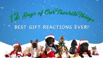 VCD's 12 Days of Christmas Best Gift Reactions