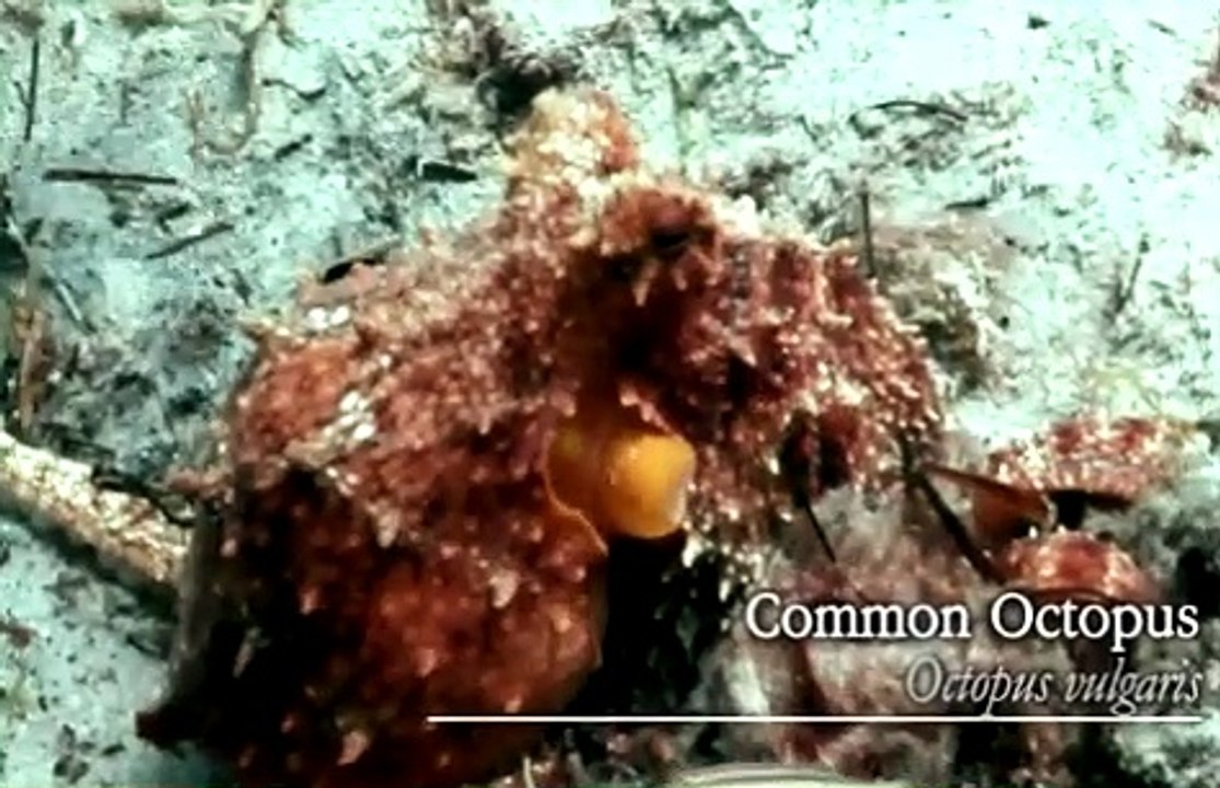 87 - Brian Cox - Octopods Sight