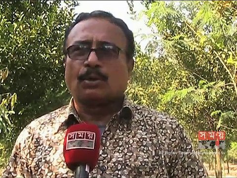 পঞ্চগড়ে ক্রমেই জনপ্রিয় হয়ে উঠছে কমলা চাষ