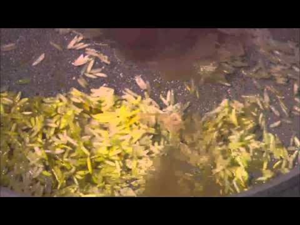 ارز بسمتي اصفر بالثوم - سمك دنيس زبده وليمون |...