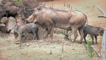 Baby Boom at the San Diego Zoo Safari Park