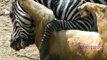 Animals Attacks On Lion Buffalo vs Lion vs zebra Animal attack Prey Fight back (1)