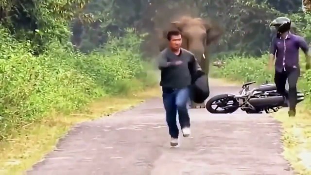 Os ataque de animais selvagens - animais selvagens - Elefante, crocodilo, zebra, leão, pitão p11