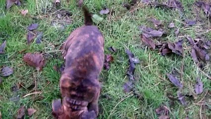 98ème vidéo Non ce n'est pas Morgane mais MAYNA de STAFFORDLAND