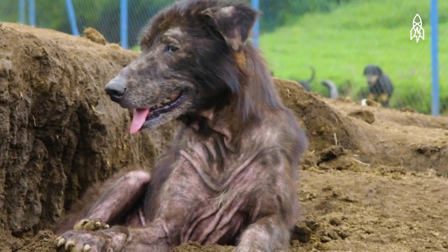 On a trouvé le paradis des chiens au Costa Rica!