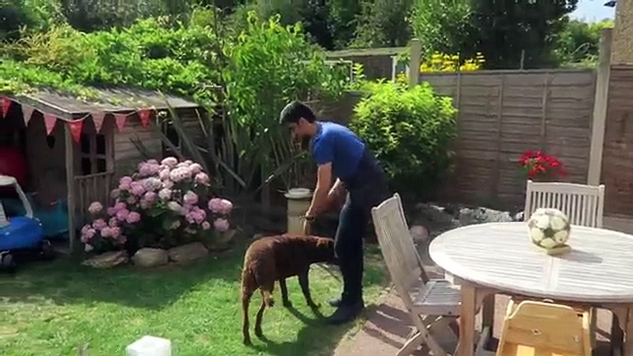 Playing with Dogs