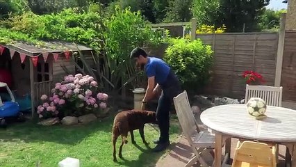 Playing with Dogs