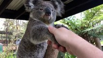 Dites bonjour à un Koala, Perroquet, Lézard, Kangourou au Zoo