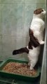 Ce chat fait caca en se tenant debout contre le mur