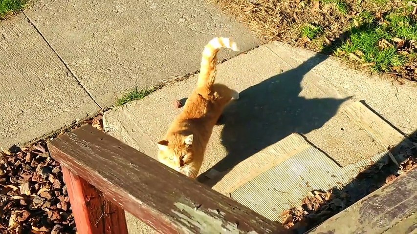 Ce Chat Bavard N Arrete Pas De Parler Avec Son Maitre Video Dailymotion