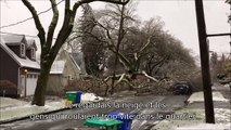 Il filme les dégâts d'une tempête d'hiver et va assister à une chute d'arbre impressionnante