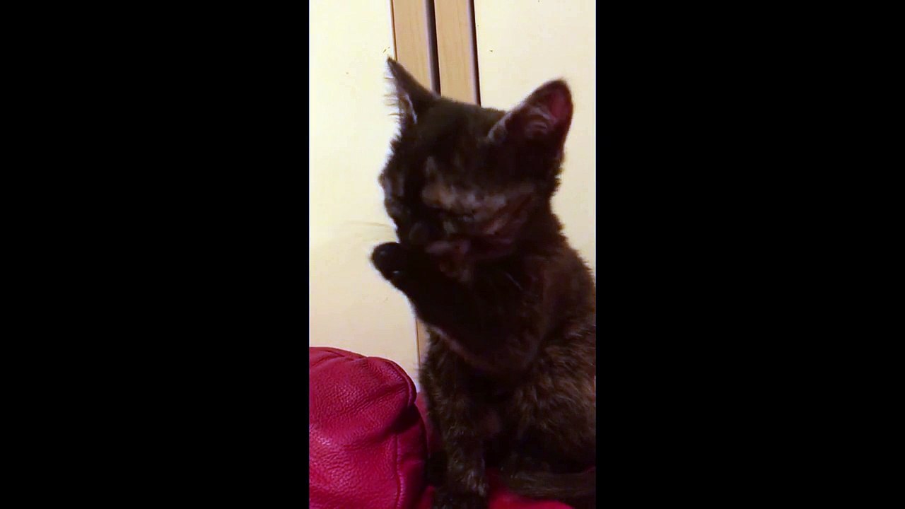 Ce chaton malade ne peut plus ouvrir sa bouche...