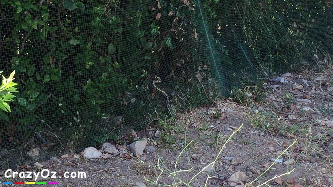 Wild snake in Bodrum Turkey