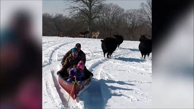 Quand tu te fais attaquer par des vaches dans la neige... WTF???