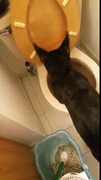 Ce chien est bien décidé à creuser un trou dans l'eau des toilettes