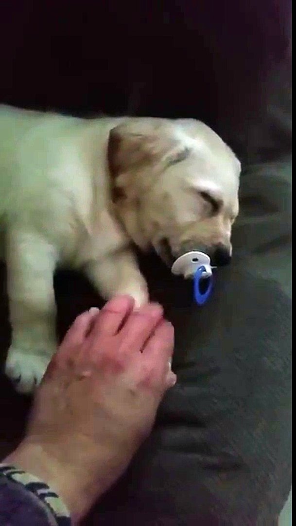 Il Endort Son Chiot Avec Une Sucette Pour Bebe Trop Adorable Video Dailymotion
