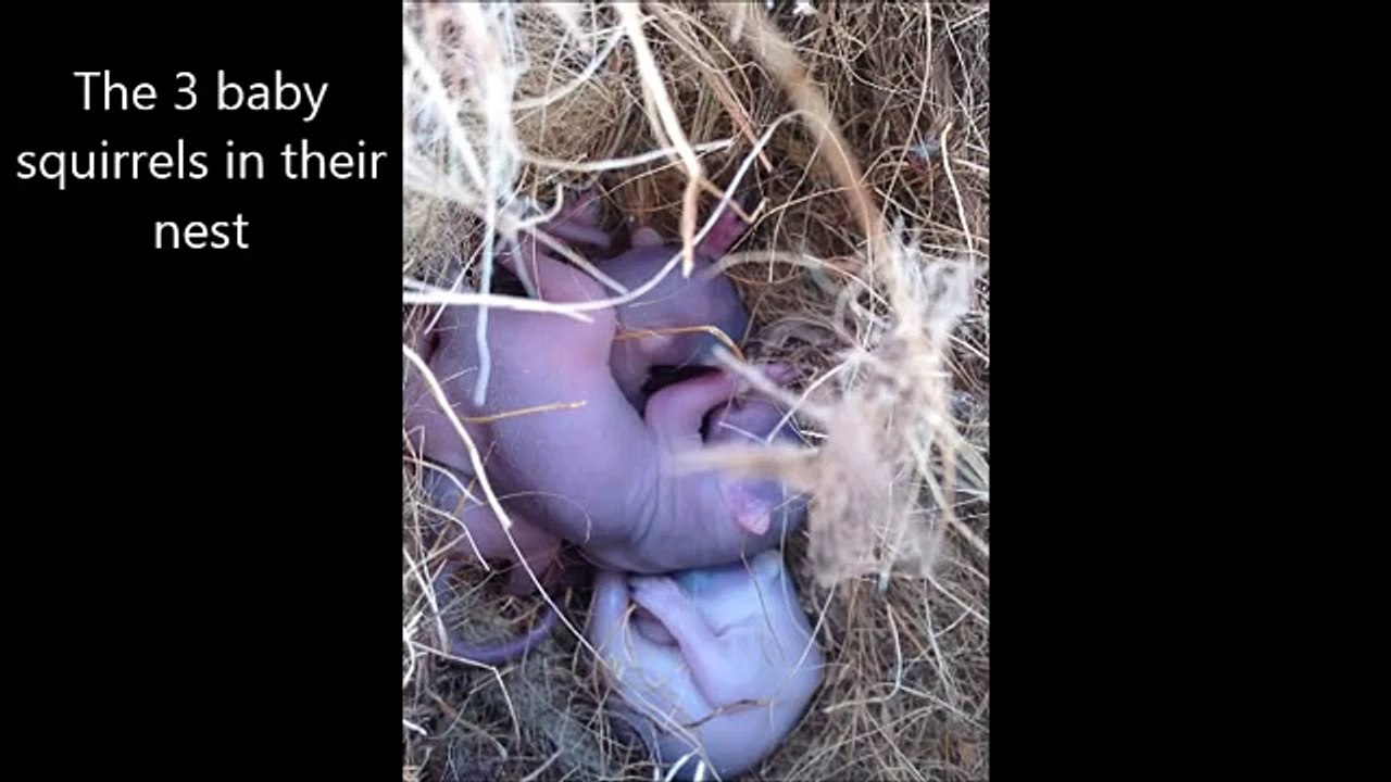 Une incroyable vidéo d’une mère écureuil sauvant ses petits d’une mort certaine.