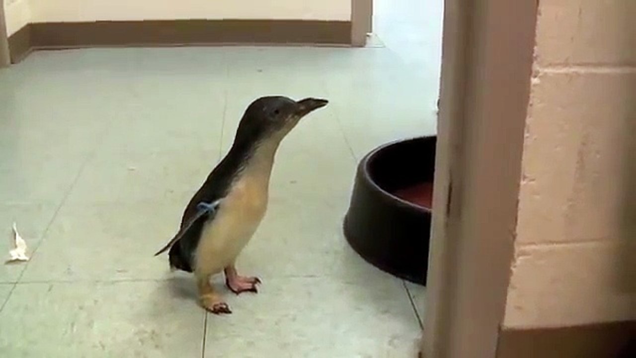 Ce petit manchot voit son ami arriver, et il ne peut contenir son excitation.