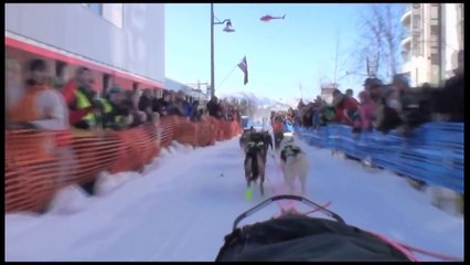 Dogs In The Snow - Playing and Running in Winter