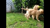 Golden Retriever Puppies Playing - A collection of adorable puppy dog videos for kids