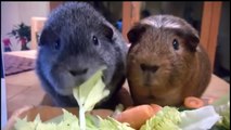 Guinea Pigs - Animals for Kids - Cute Pets