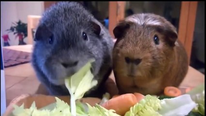 Guinea Pigs - Animals for Kids - Cute Pets