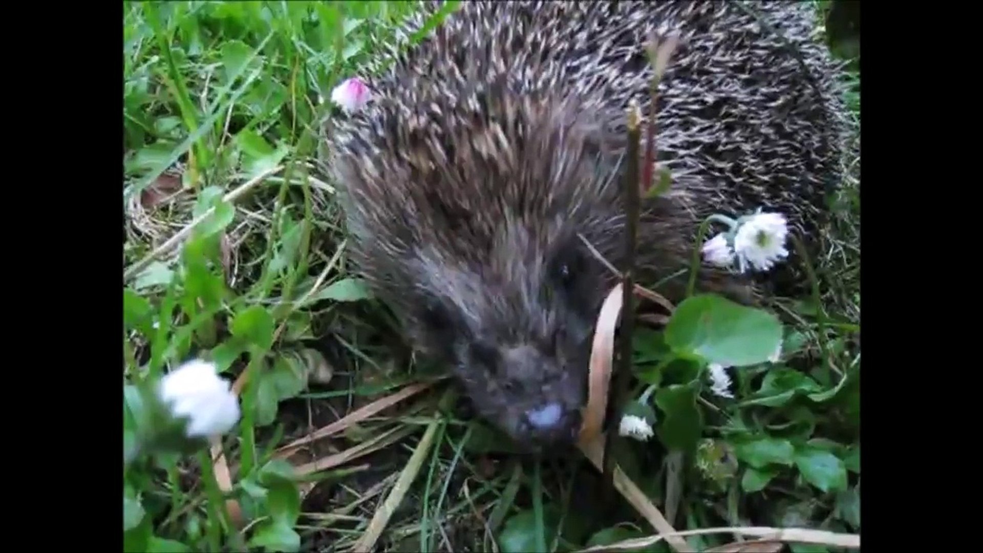 ⁣Hedgehogs! Cute animals for kids - Pets