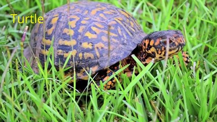 Pets for Kids, Cute Animal Videos for Children, Lots of Pets at Home