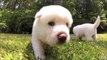 Puppies Playing - Cute Puppy Dogs Collection for Kids