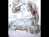 Body building Biceps Exercises (Easy Tips)