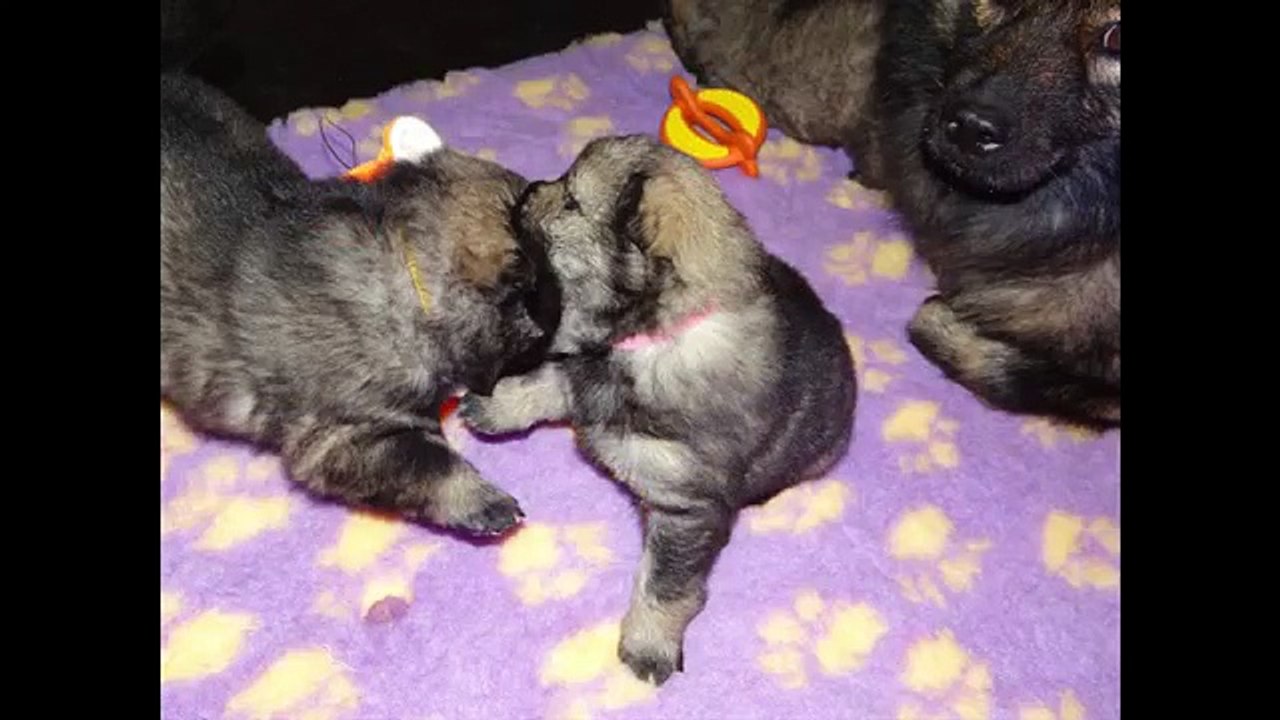 Premiers jeux bébés eurasiers (Djebel x Hyddwn 1)