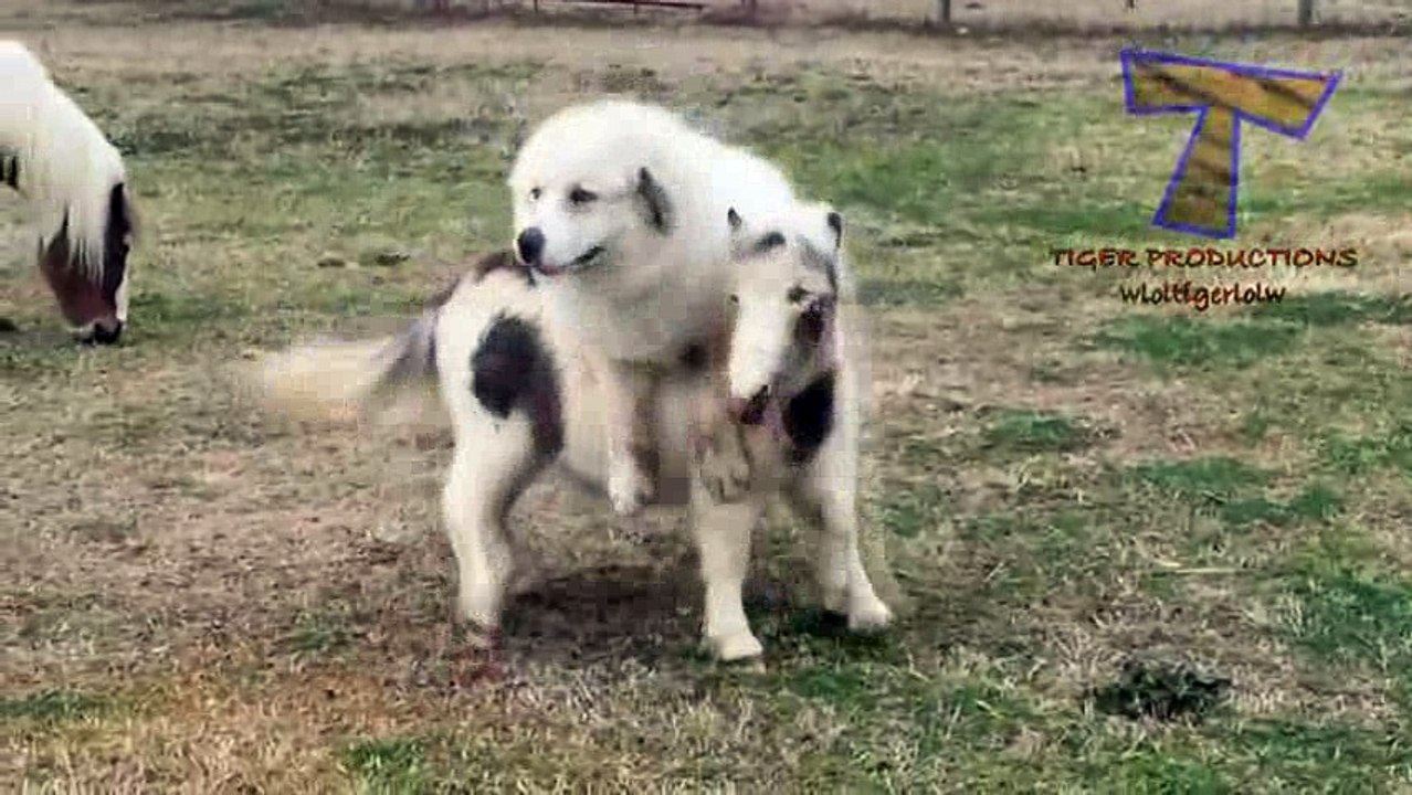 Animals are so funny_7