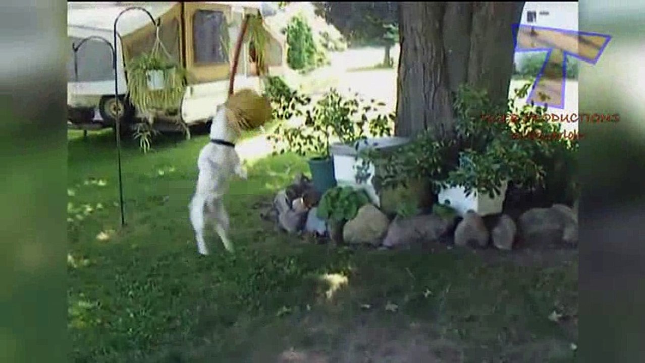 Animals are so funny_13