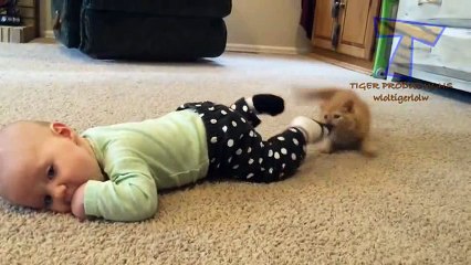 Funny CATS _3