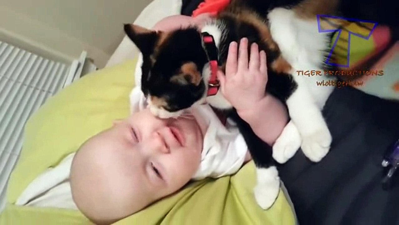 Funny CATS _7
