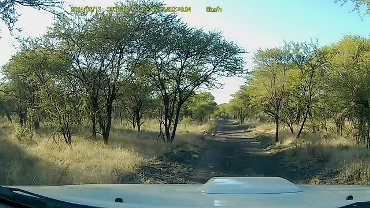 Cet automobiliste ne s attendait pas à une arnaque à l assurance en pleine savane !