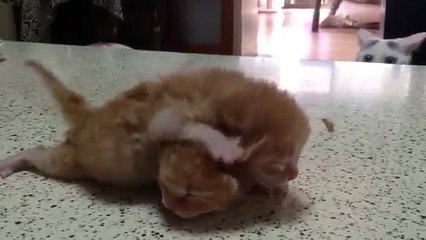 Esta gata quedó atónita al ver a sus hijos peleando. Y reacciona de la mejor forma.