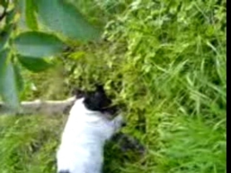 Nikus digging under tree