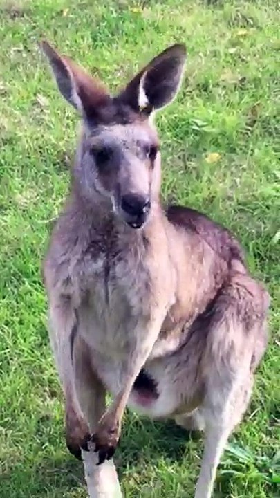Kangaoo