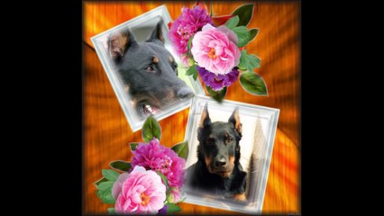 joyeuses fêtes à tous